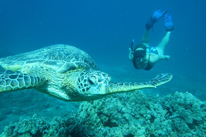 Maui Clear Kayak and Snorkel Tour: Swim with turtles (Makena) - Who will get the most from this three-hour tour?