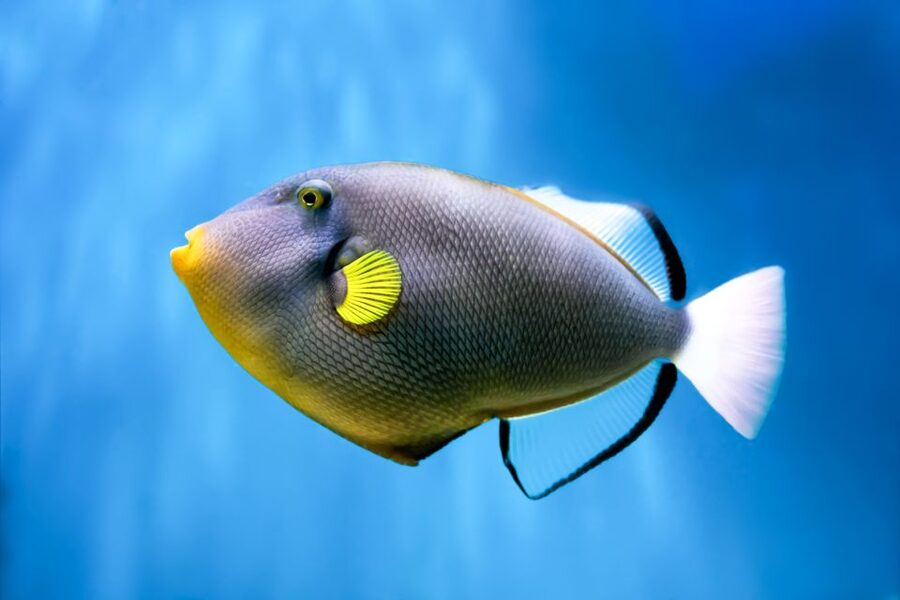 Maui: Eco-Friendly Molokini & Turtle Town Tour with Meals - Who Will Enjoy This Maui Snorkel Trip?