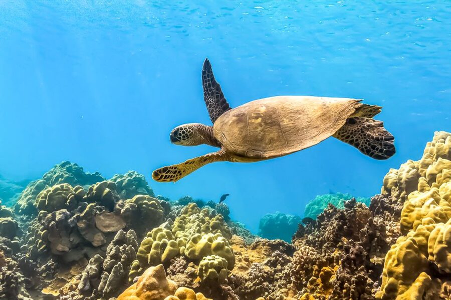 Maui: Eco-Friendly Molokini & Turtle Town Tour with Meals - Starting at Maʻalaea Harbor