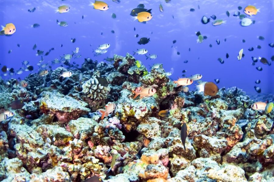Maui: Eco-Friendly Molokini & Turtle Town Tour with Meals - Snorkeling Molokini’s Clear Water