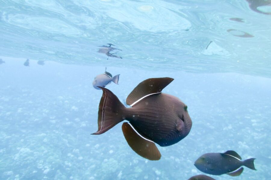 Maui: Eco-Friendly Molokini & Turtle Town Tour with Meals - The Crew and the Learning Side
