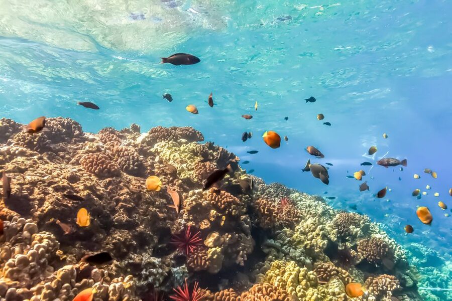 Maui: Eco-Friendly Molokini & Turtle Town Tour with Meals - Is $199 a Fair Price?