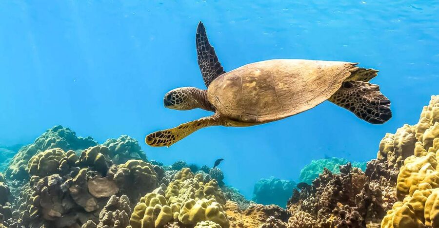 Maui: Eco-Friendly Molokini & Turtle Town Tour with Meals - Sailing Toward Molokini Crater