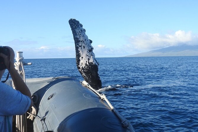 Maui Eco-Raft Tour: Eye-Level Whale or Dolphin Watching - Lahaina - What happens from Front Street to the open water
