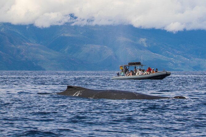 Maui Eco-Raft Tour: Eye-Level Whale or Dolphin Watching - Lahaina - The comfort question: spray, sun, and seating