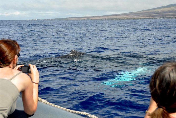 Maui Eco-Raft Tour: Eye-Level Whale or Dolphin Watching - Lahaina - Small group size and the guide factor