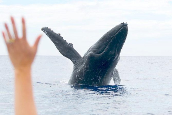 Maui Eco-Raft Tour: Eye-Level Whale or Dolphin Watching - Lahaina - Is $85.16 a good value?