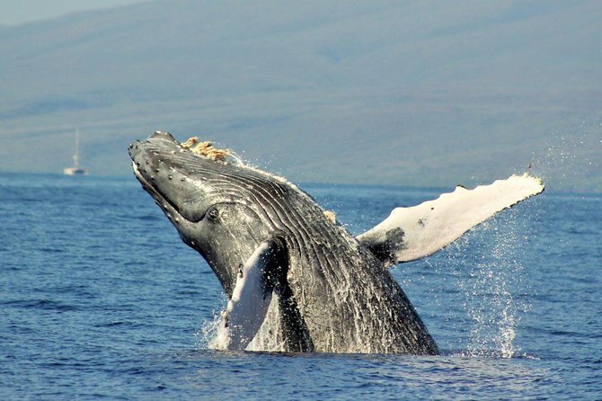 Maui Eco-Raft Tour: Eye-Level Whale or Dolphin Watching - Lahaina - Who should choose this raft?