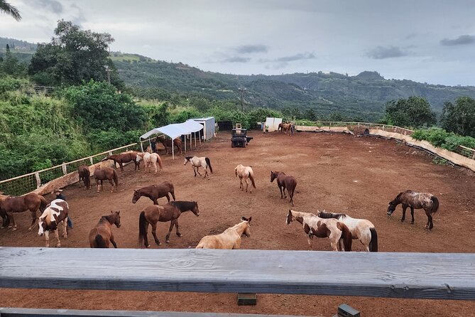 Maui Horseback Adventure at Circle M Ranch With Real Cowboys - Up the mountain past taro and plantation homes