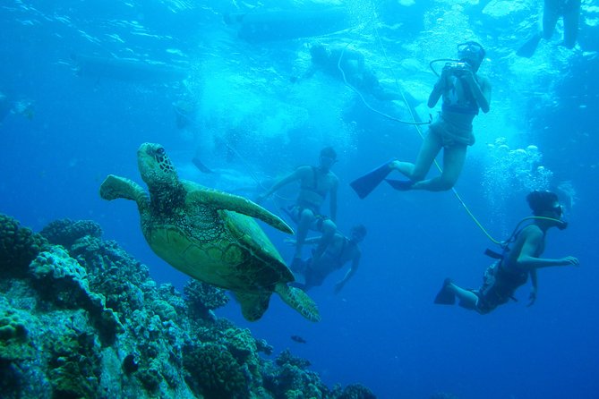 Maui: Molokini and Turtle Town Snorkeling aboard Pride of Maui - SNUBA for a closer look below the surface
