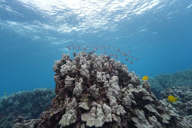 Maui: Molokini and Turtles Luxury Yacht Snorkel - Turtle Town offers a calmer second swim