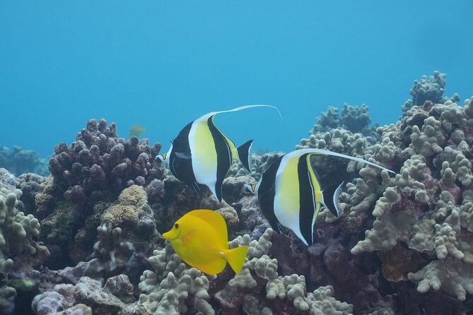 Maui: Molokini and Turtles Luxury Yacht Snorkel - The open bar belongs after the water