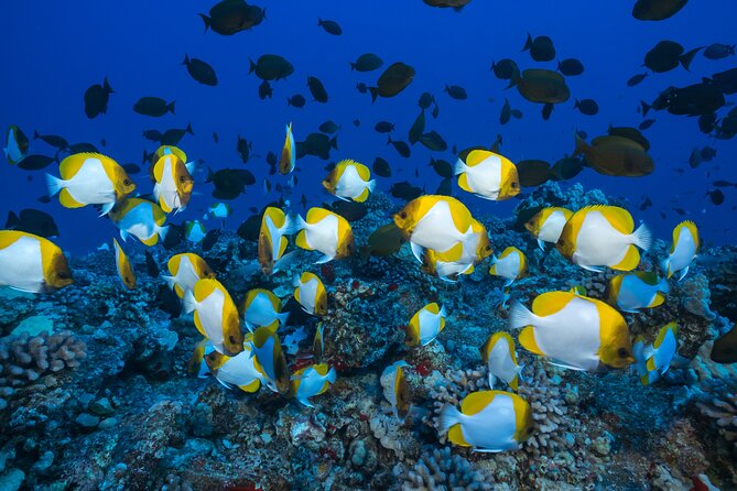 Maui: Molokini & Turtle Town Snorkel & Waterslide Adventure - Crew Support and the Small-Boat Feel