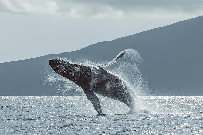 Maui: Original Sunset Cruise with Open Bar from Ka’anapali Beach - Dolphins, islands, and the western Maui view