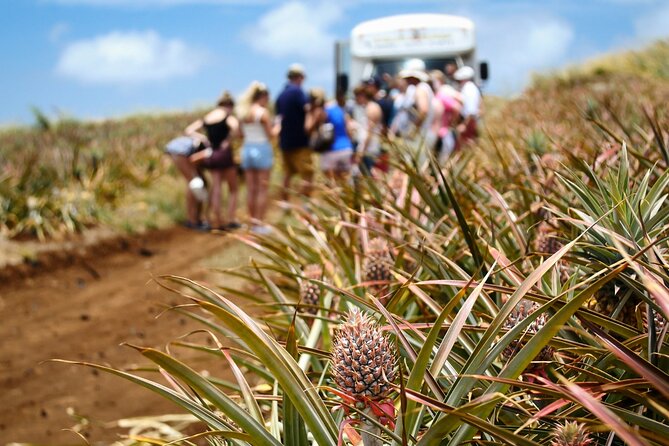 Maui Pineapple Farm Tour in Haliimaile - From Maui Pineapple Store to the Working Fields