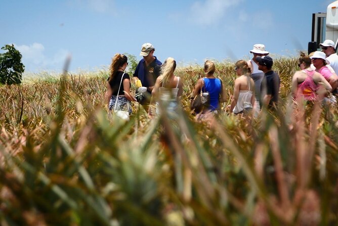 Maui Pineapple Farm Tour in Haliimaile - The Best Part: Tasting Maui Gold Pineapple