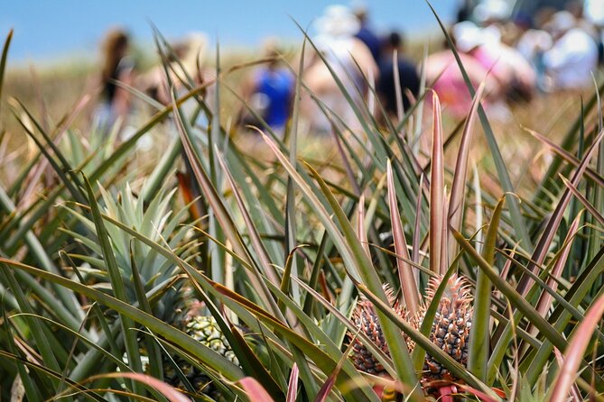 Maui Pineapple Farm Tour in Haliimaile - A Look Inside the Packing Operation