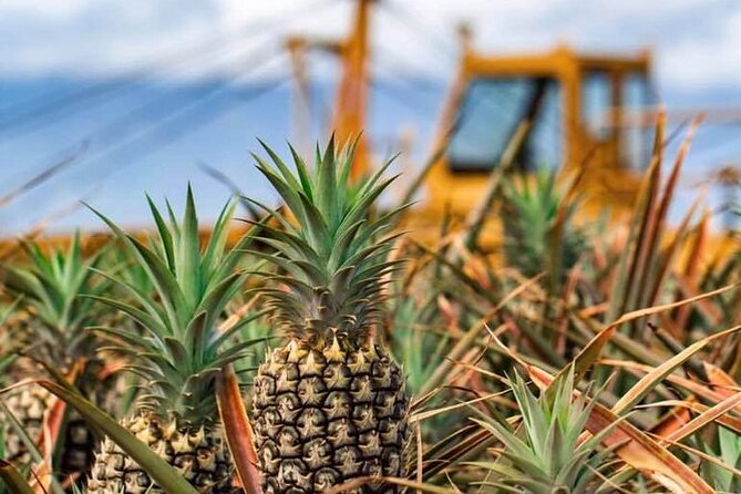 Maui Pineapple Farm Tour in Haliimaile - How Much Value Do You Get for $99.48?