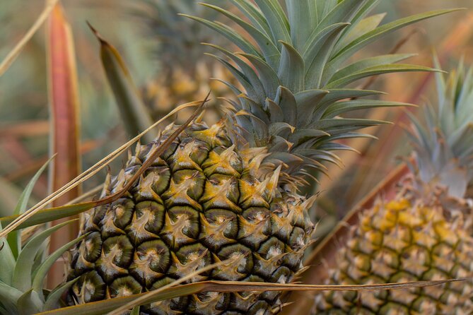 Maui Pineapple Farm Tour in Haliimaile - Timing, Weather, and Practical Details