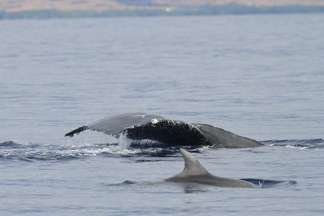 Maui Premium Sunset Dinner Cruise & Whale Watch - Sunset, dinner, and whale watching in one evening