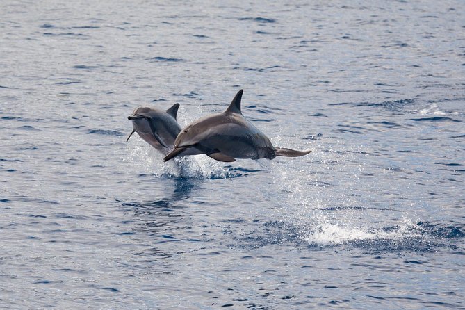 Maui Premium Sunset Dinner Cruise & Whale Watch - Who should choose this cruise?