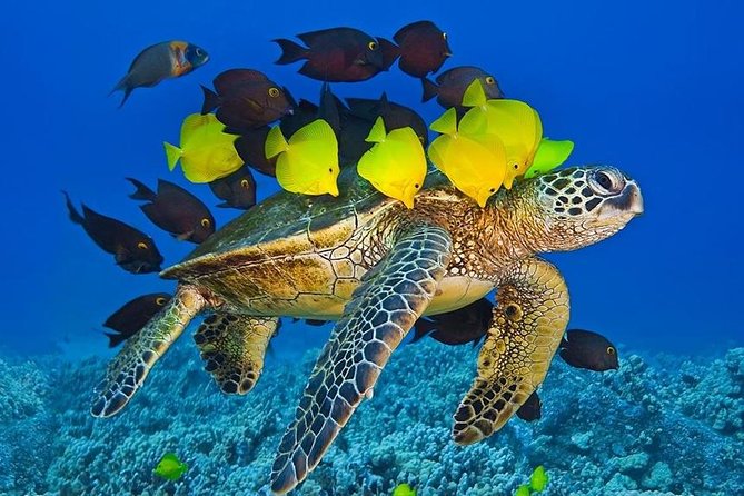 Maui Snorkel Adventure: Molokini Crater and Turtle Cove - The crew and onboard atmosphere