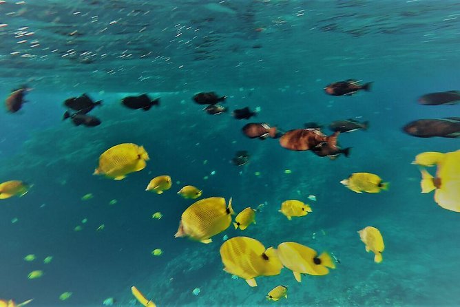 Maui Snorkel Adventure: Molokini Crater and Turtle Cove - What the $198 price includes