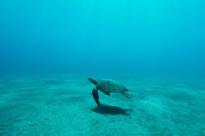 Maui Snorkeling Boat Tour to Turtle Town Aboard Quicksilver - The cost and what you get for $99.95