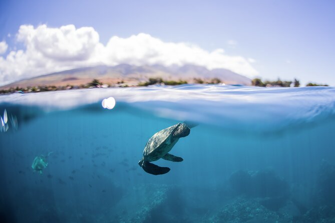 Maui Snorkeling Boat Tour to Turtle Town Aboard Quicksilver - Leaving Ma‘alaea Harbor at 9:00 AM