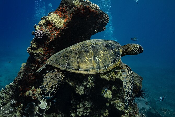Maui: Turtle Town Snorkel with Photo and Video - Why a shore snorkel can beat a boat trip