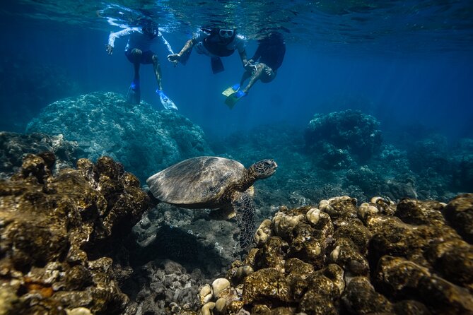 Maui: Turtle Town Snorkel with Photo and Video - Who should book this Turtle Town outing?