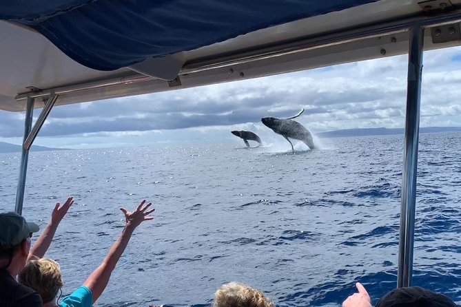 Maui: Ultimate Whale Watch from Lahaina - Why Lahaina is a strong starting point for whale watching