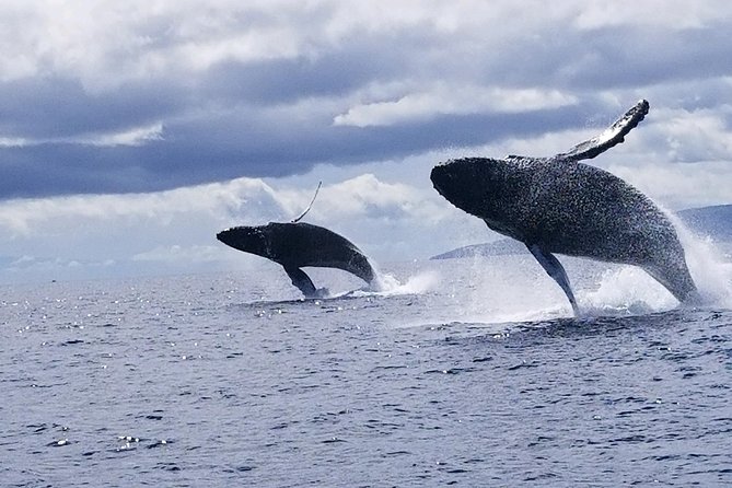 Maui: Ultimate Whale Watch from Lahaina - Finding humpbacks and reading their behavior