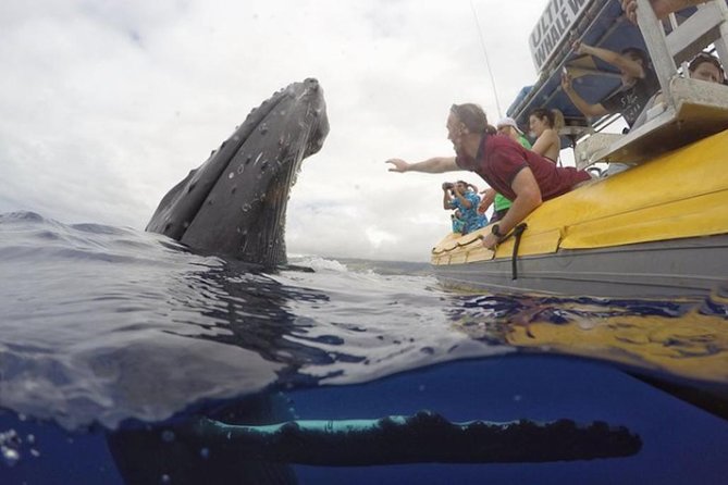 Maui: Ultimate Whale Watch from Lahaina - The hydrophone adds something special