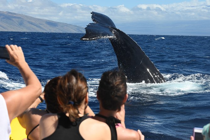 Maui: Ultimate Whale Watch from Lahaina - Dolphins, calves, breaches, and the luck factor