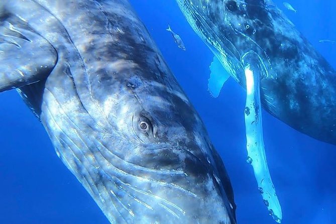 Maui: Ultimate Whale Watch from Lahaina - Is the $77 price good value?
