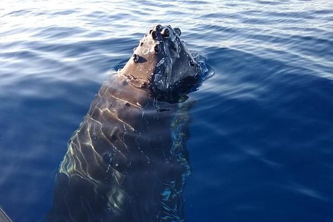 Maui: Ultimate Whale Watch from Lahaina - Who should book this Lahaina whale watch
