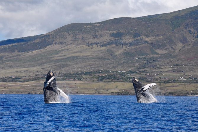 Maui: Ultimate Whale Watch from Lahaina - What happens at Lahaina Harbor