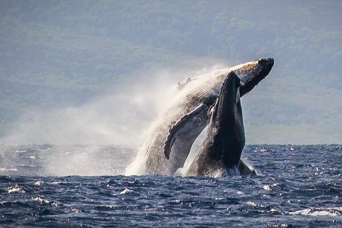 Maui: Whale Watching Cruise with Open Bar from Ka'anapali Beach - Quick Takeaways From the Ka’anapali Cruise