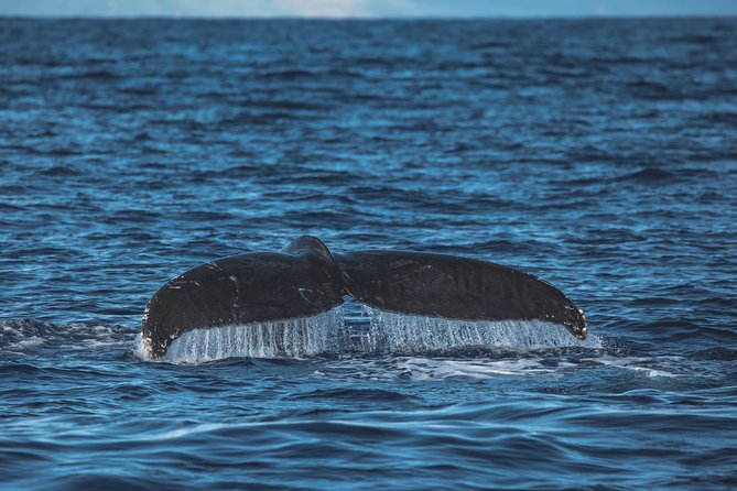 Maui: Whale Watching Cruise with Open Bar from Ka'anapali Beach - The Naturalist Crew and Onboard Commentary