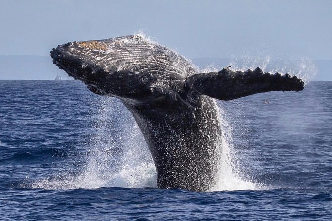 Maui: Whale Watching Cruise with Open Bar from Ka'anapali Beach - Who Should Book This Experience?