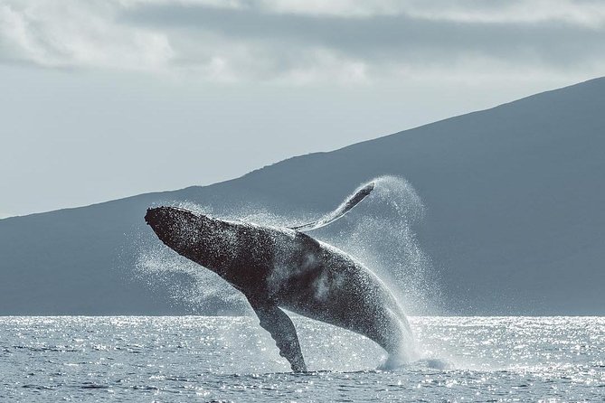 Maui: Whale Watching Cruise with Open Bar from Ka'anapali Beach - The Catamaran and the Best Place to Sit