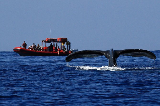 Maui Whale-Watching Tour by Raft from Kihei - Why Maui’s southern coast is good for whale watching