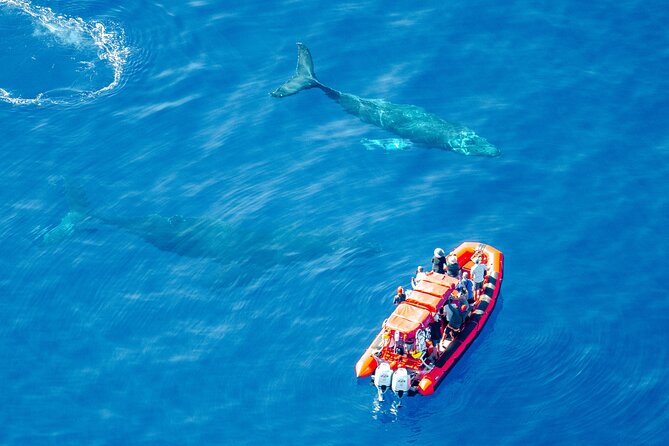 Maui Whale-Watching Tour by Raft from Kihei - The raft ride: fast, close, and a little wet