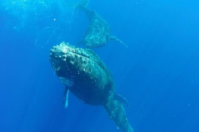 Maui Whale-Watching Tour by Raft from Kihei - Meeting the marine naturalist