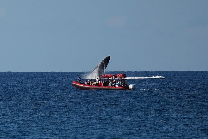 Maui Whale-Watching Tour by Raft from Kihei - Hearing whales through the hydrophone