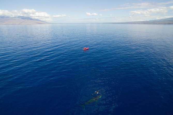 Maui Whale-Watching Tour by Raft from Kihei - What you might see besides humpbacks