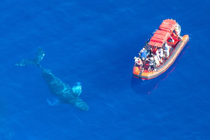 Maui Whale-Watching Tour by Raft from Kihei - Is $84.14 a good value?