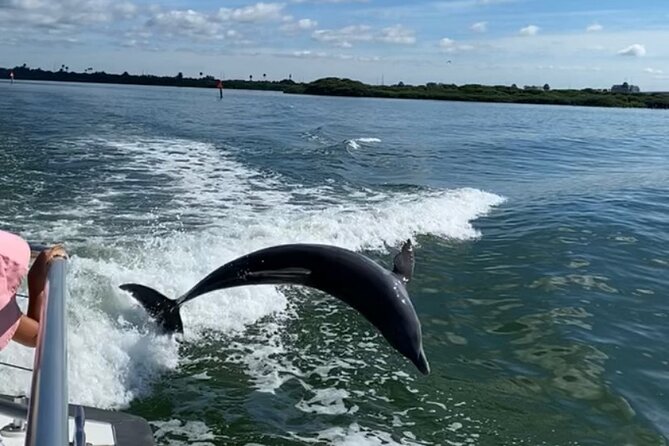Mega Bite Dolphin Tour Boat in Clearwater Beach - Price, timing, and what you get for $28