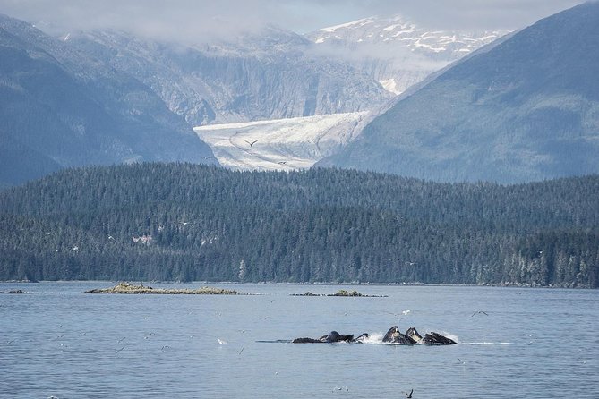 Mendenhall Glacier Visitor Center and Ultimate Whale Watch Combo - The bus ride to Auke Bay Harbor